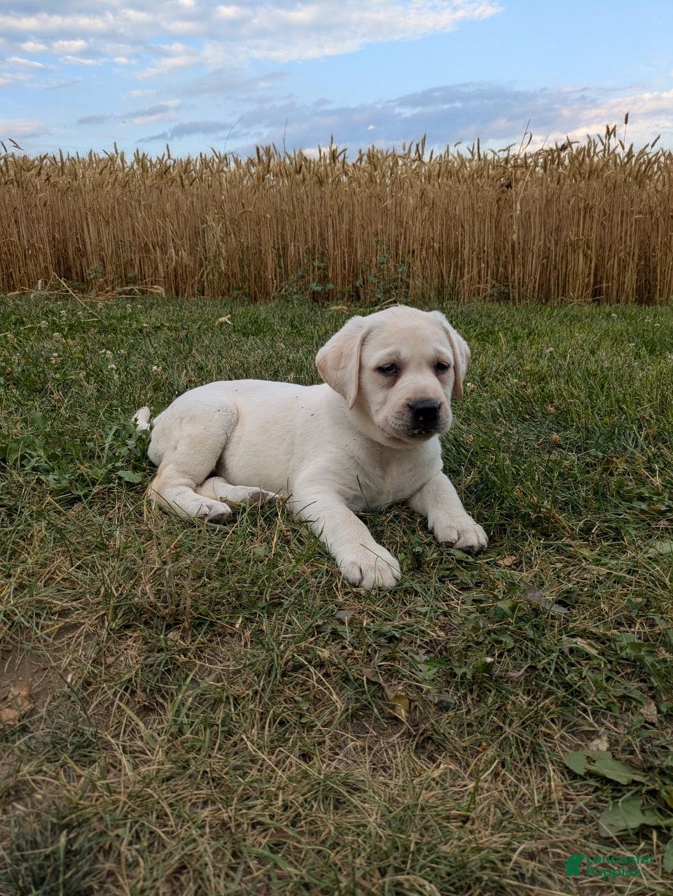 Labrador Retriever dogs Aster - Ad 2