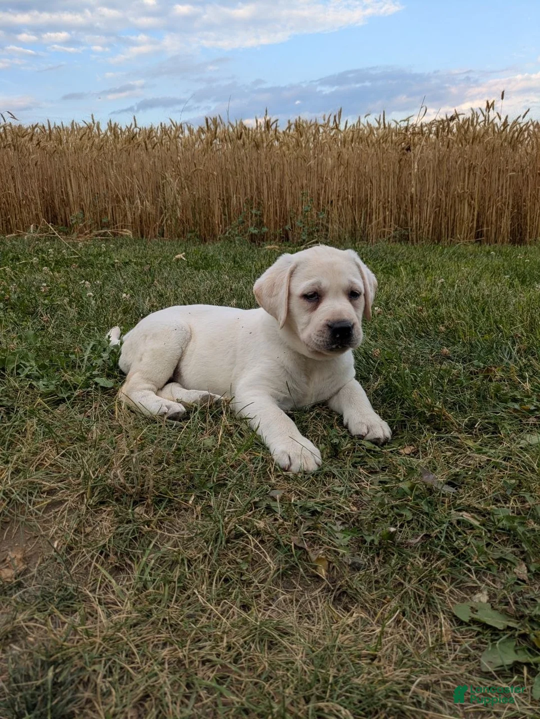 Labrador Retriever dogs for sale: Aster - Ad 2
