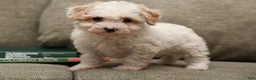 Bichpoo dogs for sale: Bailey - Ad 2