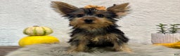 Yorkshire Terrier dogs for sale: Shania - Ad 4