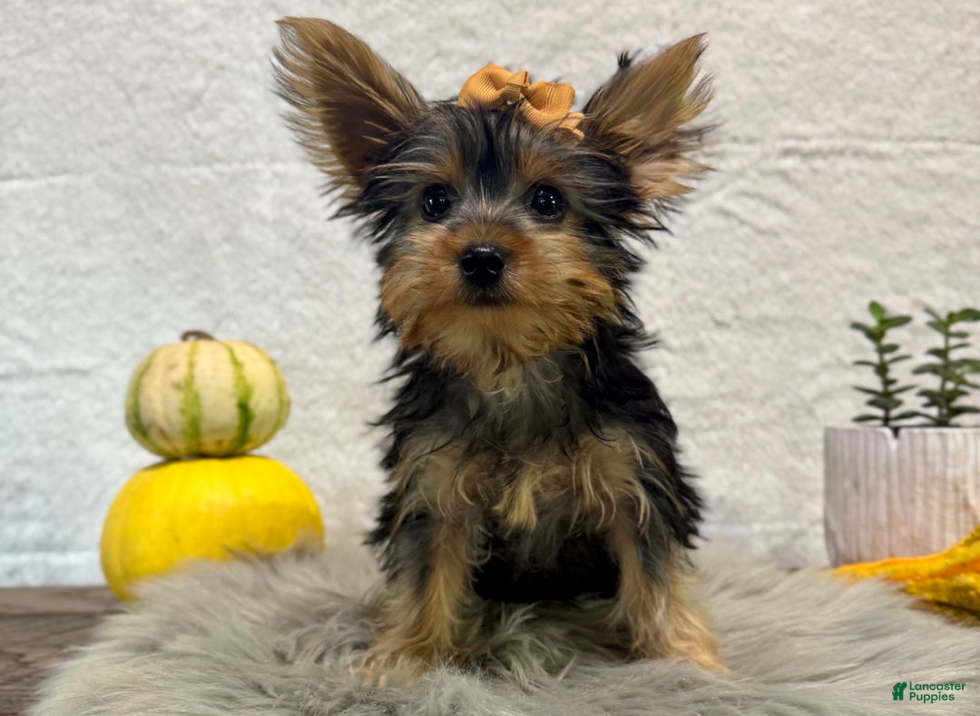 Yorkshire Terrier dogs for sale: Shania - Ad 4