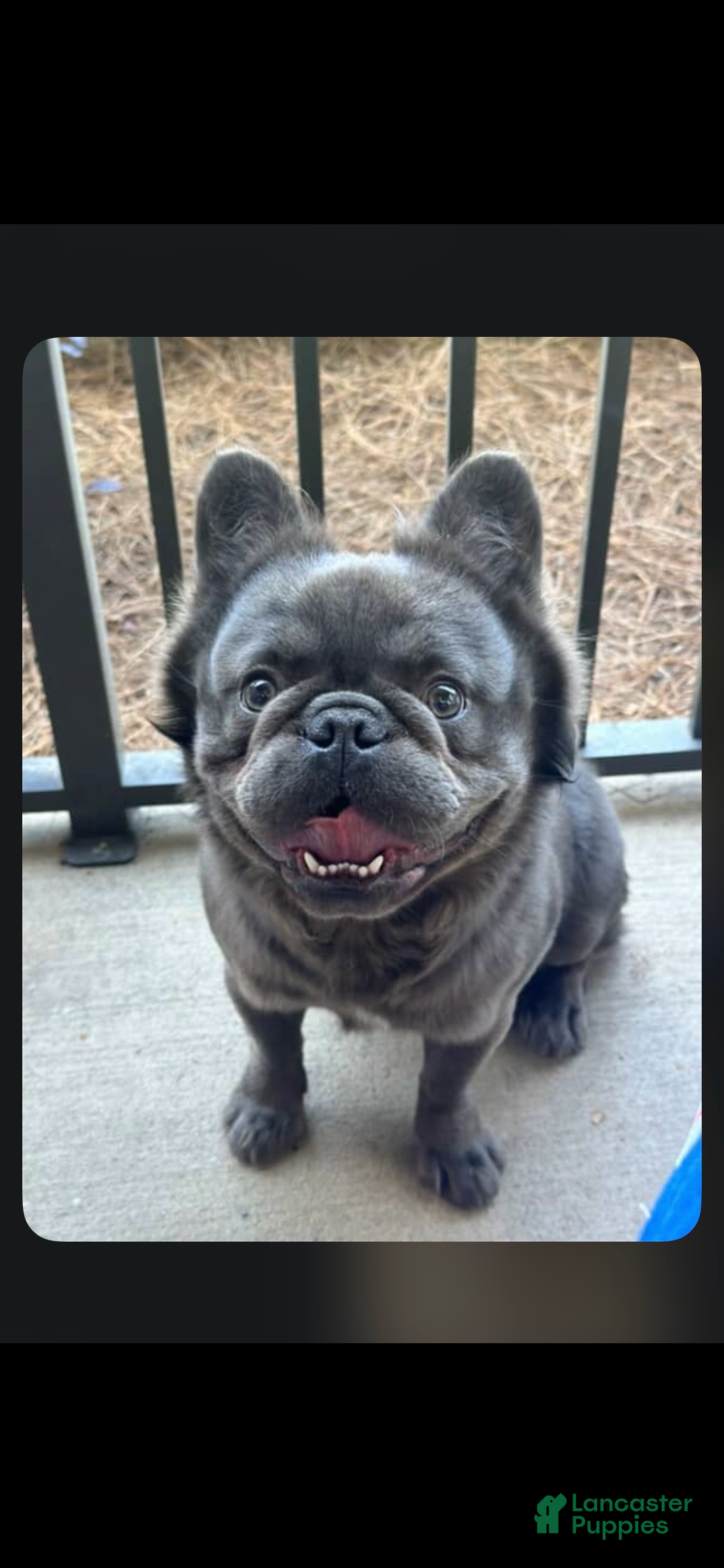 French Bulldog dogs for sale: French Bulldog Puppy 2 - Ad 2