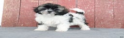 Shihpoo dogs for sale: Makayla - Ad 3