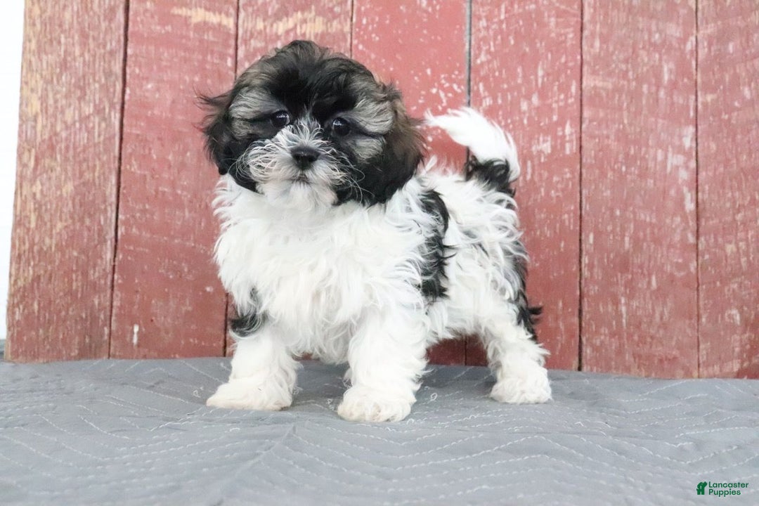 Shihpoo dogs for sale: Makayla - Ad 3