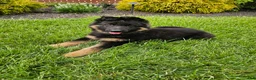 German Shepherd dogs for sale: Christy - Ad 1