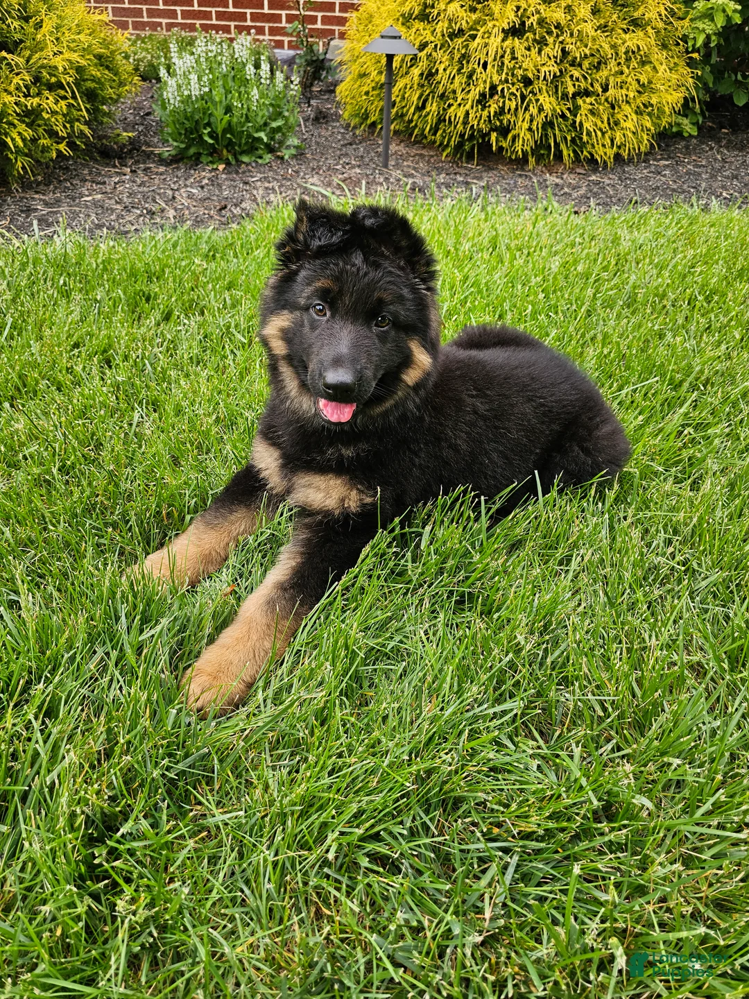 German Shepherd dogs for sale: Christy - Ad 1