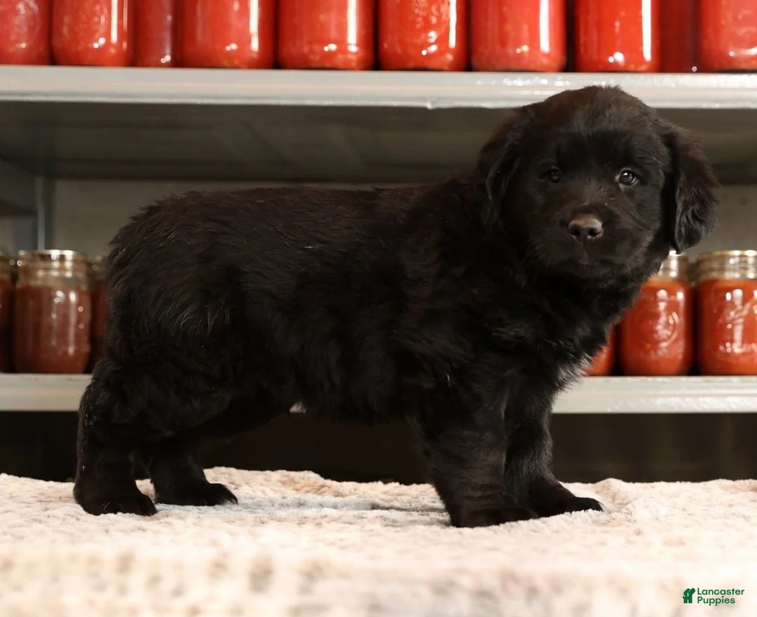 Mini Goldendoodle dogs for sale: Ken - Ad 8