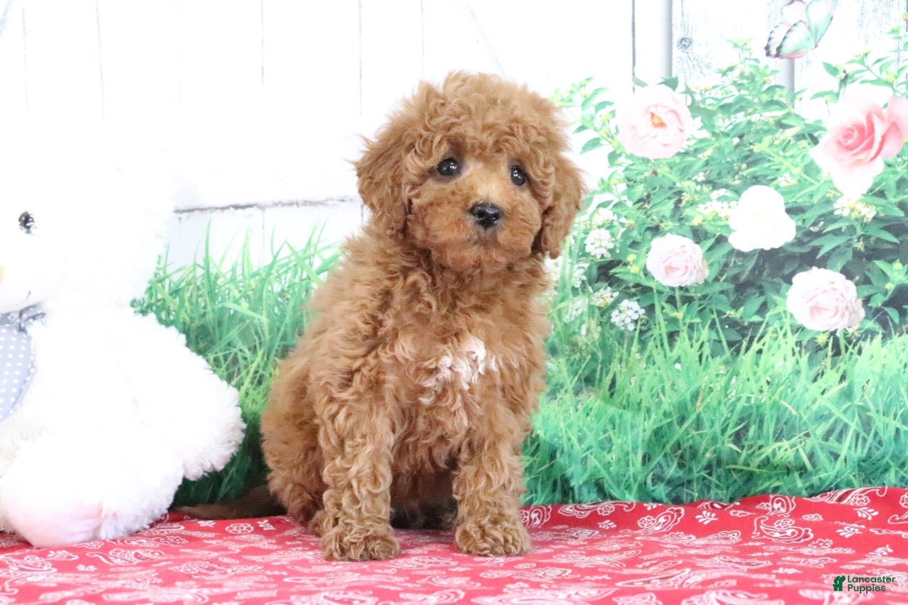 Mini Goldendoodle dogs Tucker - Ad 2