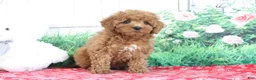 Mini Goldendoodle dogs for sale: Tucker - Ad 2