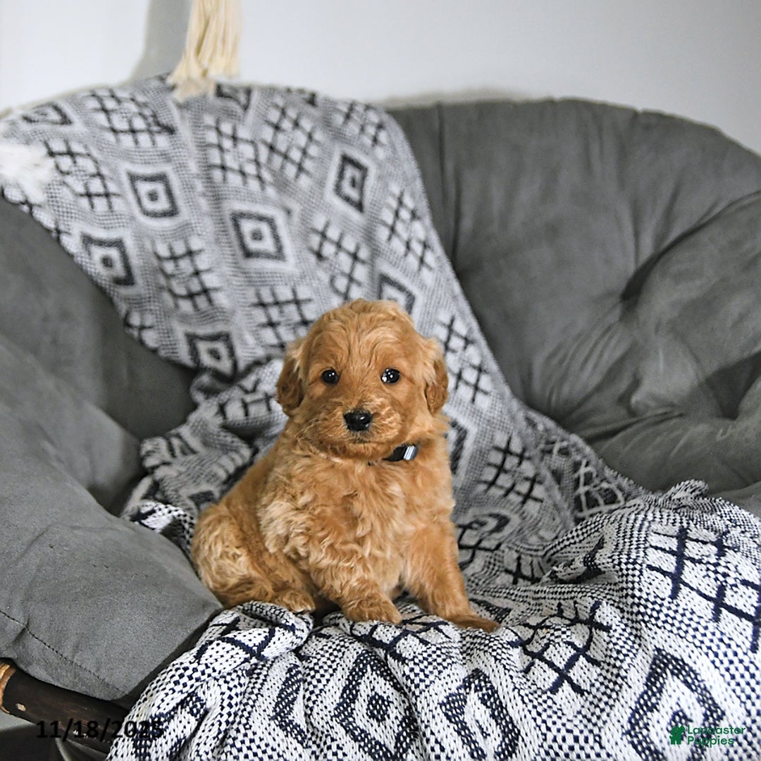 Mini Goldendoodle dogs for sale: Elf - Ad 10