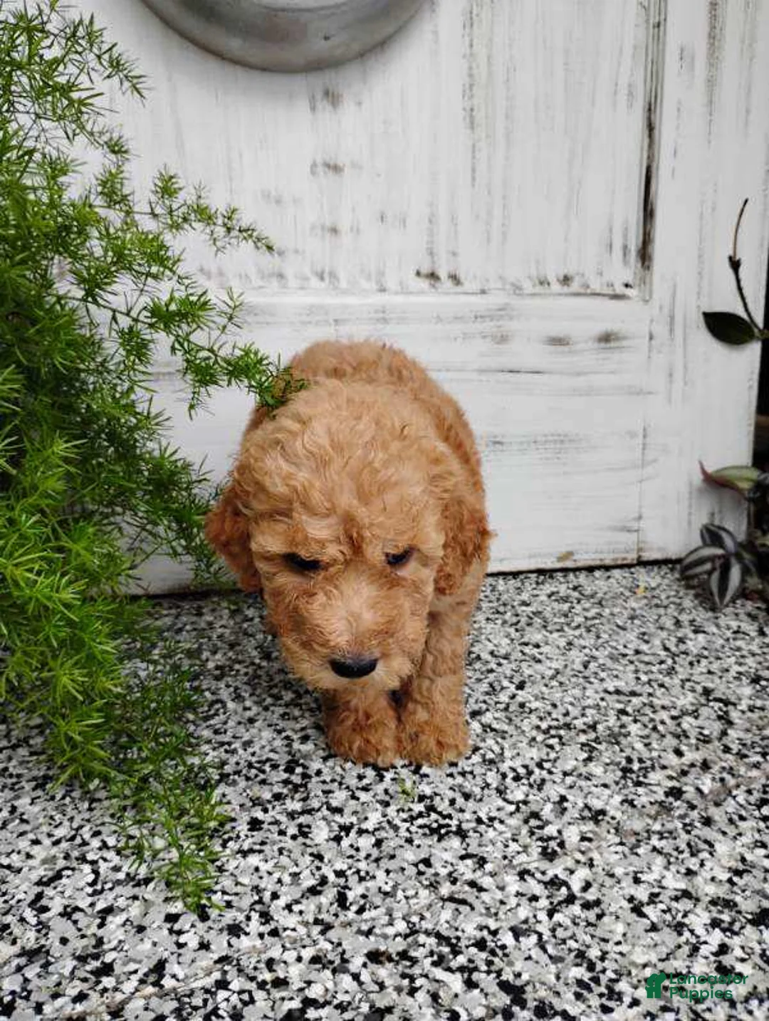 Mini Goldendoodle dogs for sale: Mini Goldendoodle 7 Lovina - Ad 1