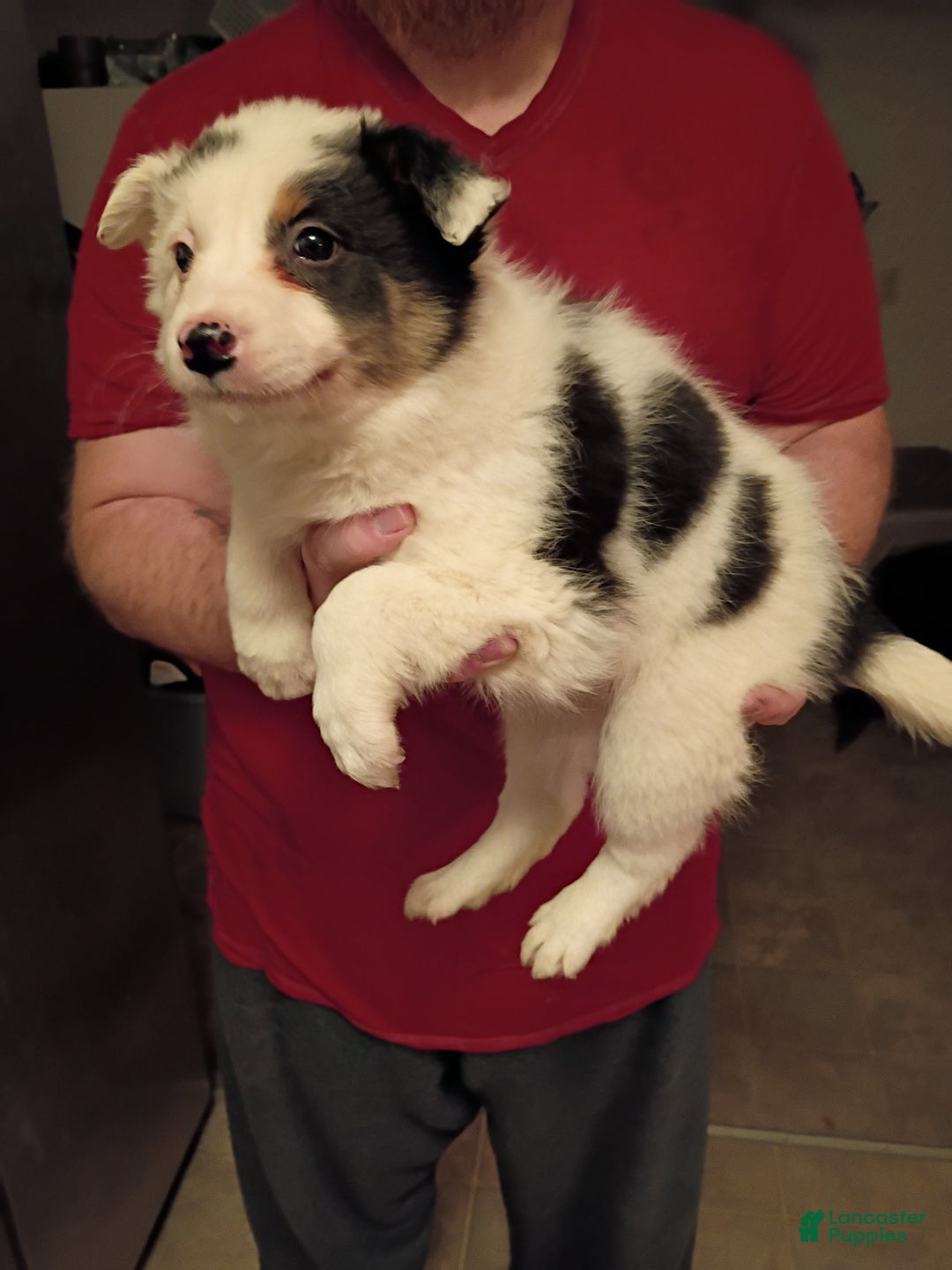 Mixed Breed dogs for sale: Hank - Ad 2