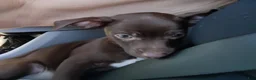 Mixed Breed dogs for sale: Mixed Breed 1 - Ad 4