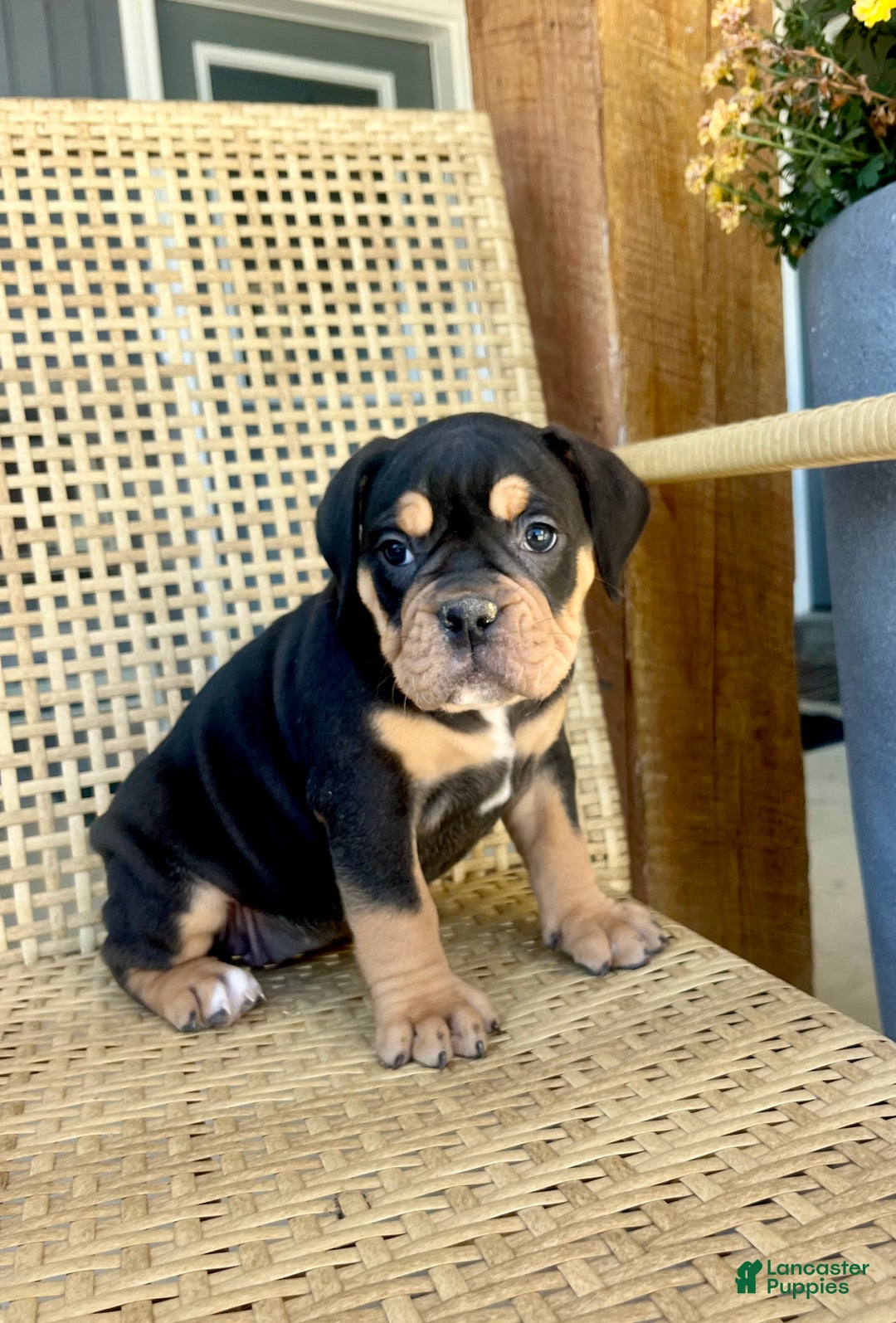 Olde English Bulldogge dogs for sale: Piper - Ad 1