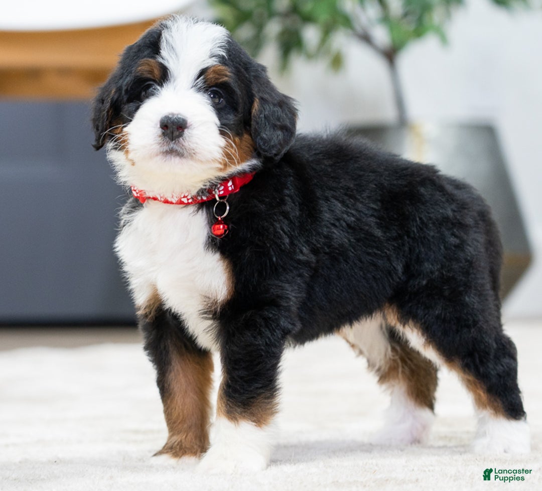 Mini Bernedoodle dogs for sale: Blaze - Ad 4