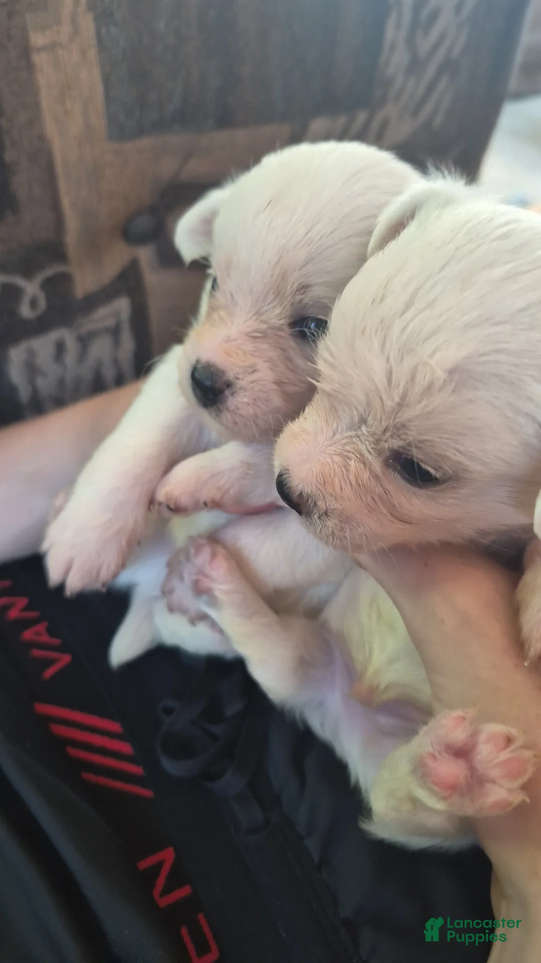Mixed Breed dogs for sale: Mixed Breed 2 - Ad 1