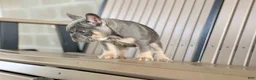 French Bulldog dogs for sale: 🐾 Mateo - Ad 14