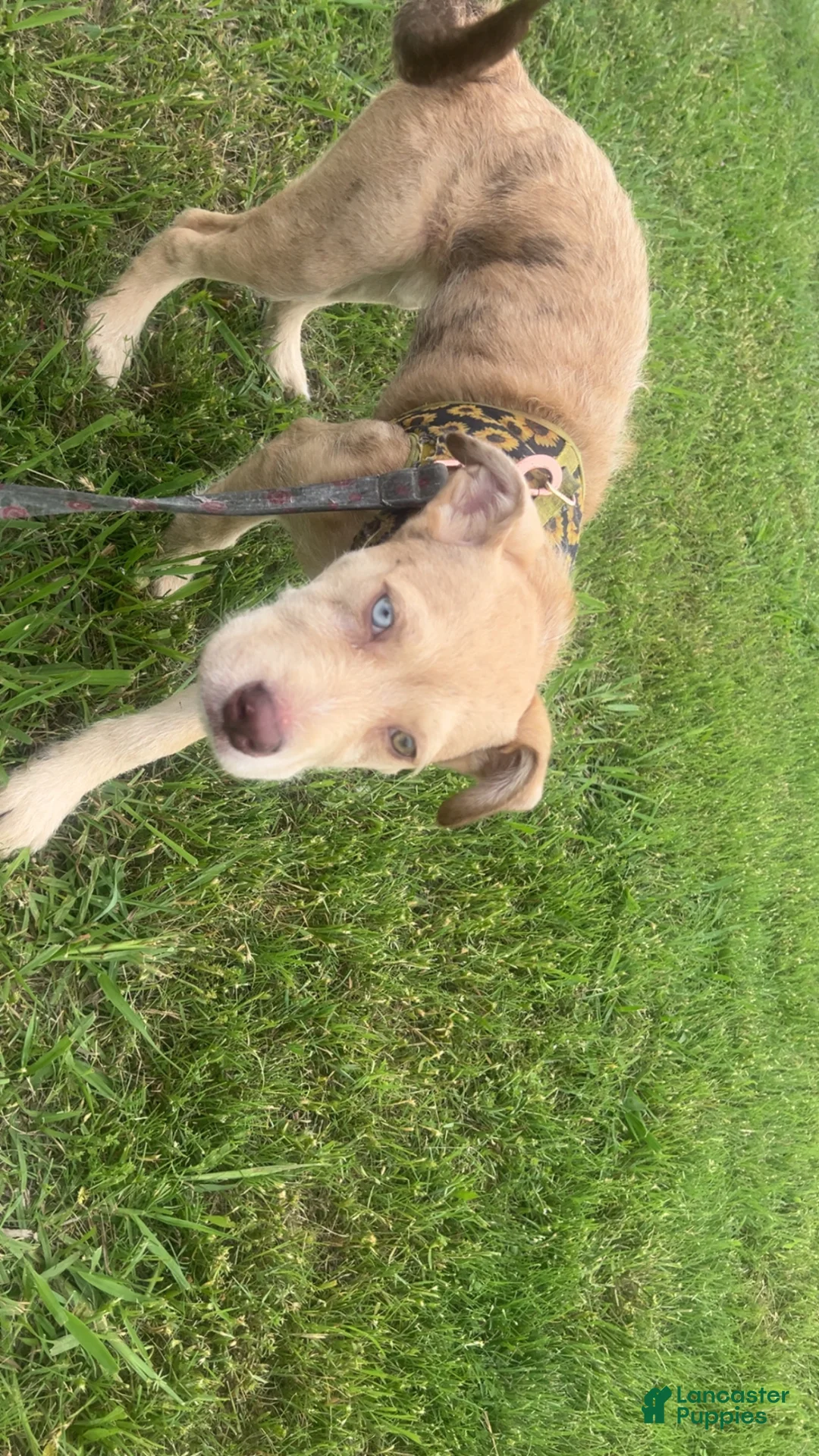 Mixed Breed dogs for sale: Mixed Breed Puppy 1 - Ad 2