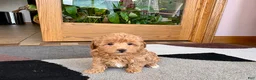 Havapoo dogs for sale: Havapoo Puppy 2 - Ad 6