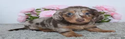 Miniature Dachshund dogs for sale: Mia - Ad 3