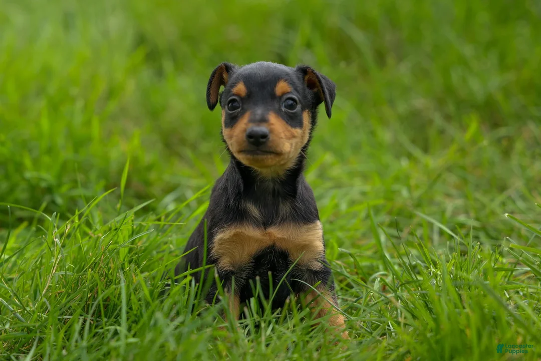 Miniature Pinscher dogs for sale: ALEX - Ad 2