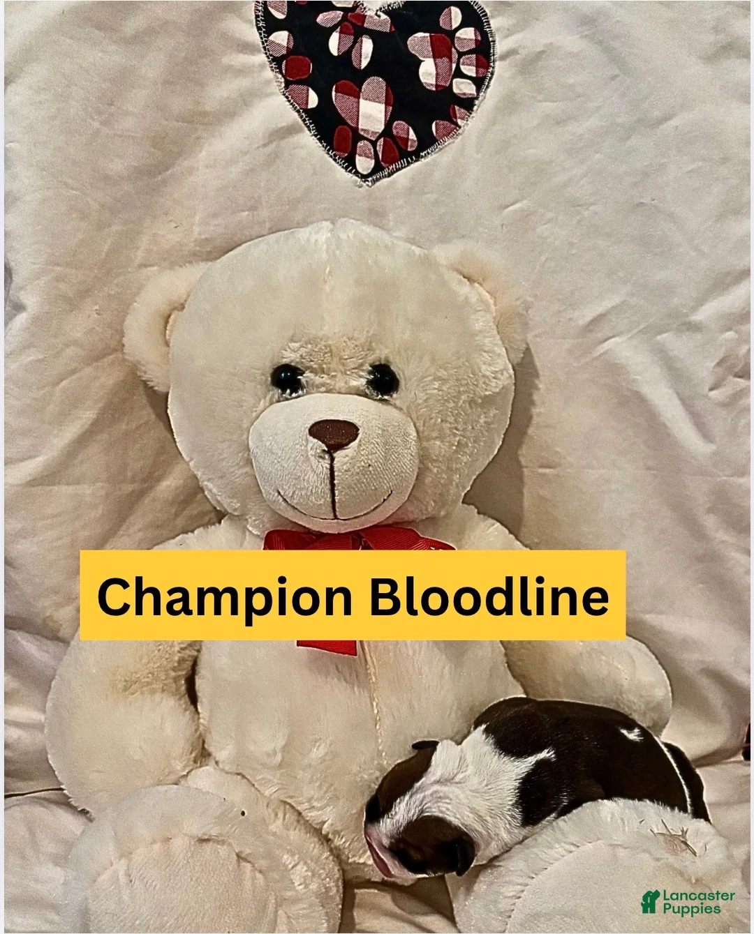 English Bulldog dogs for sale: Moon Pie - Ad 2