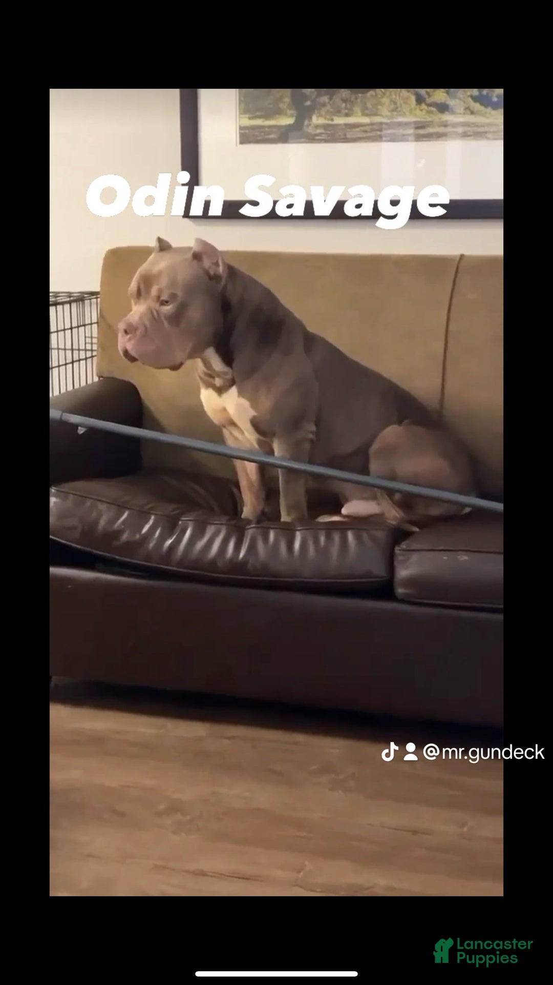 Gallery Image {{count}}