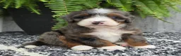 Mini Bernedoodle dogs for sale: Mini Gracie - Ad 2