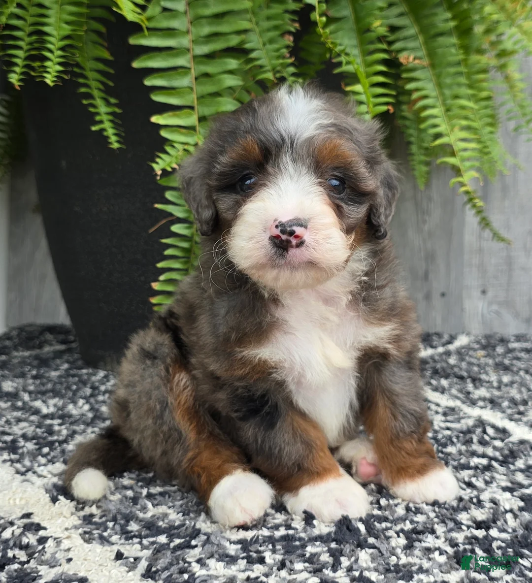 Mini Bernedoodle dogs for sale: Mini Gracie - Ad 2