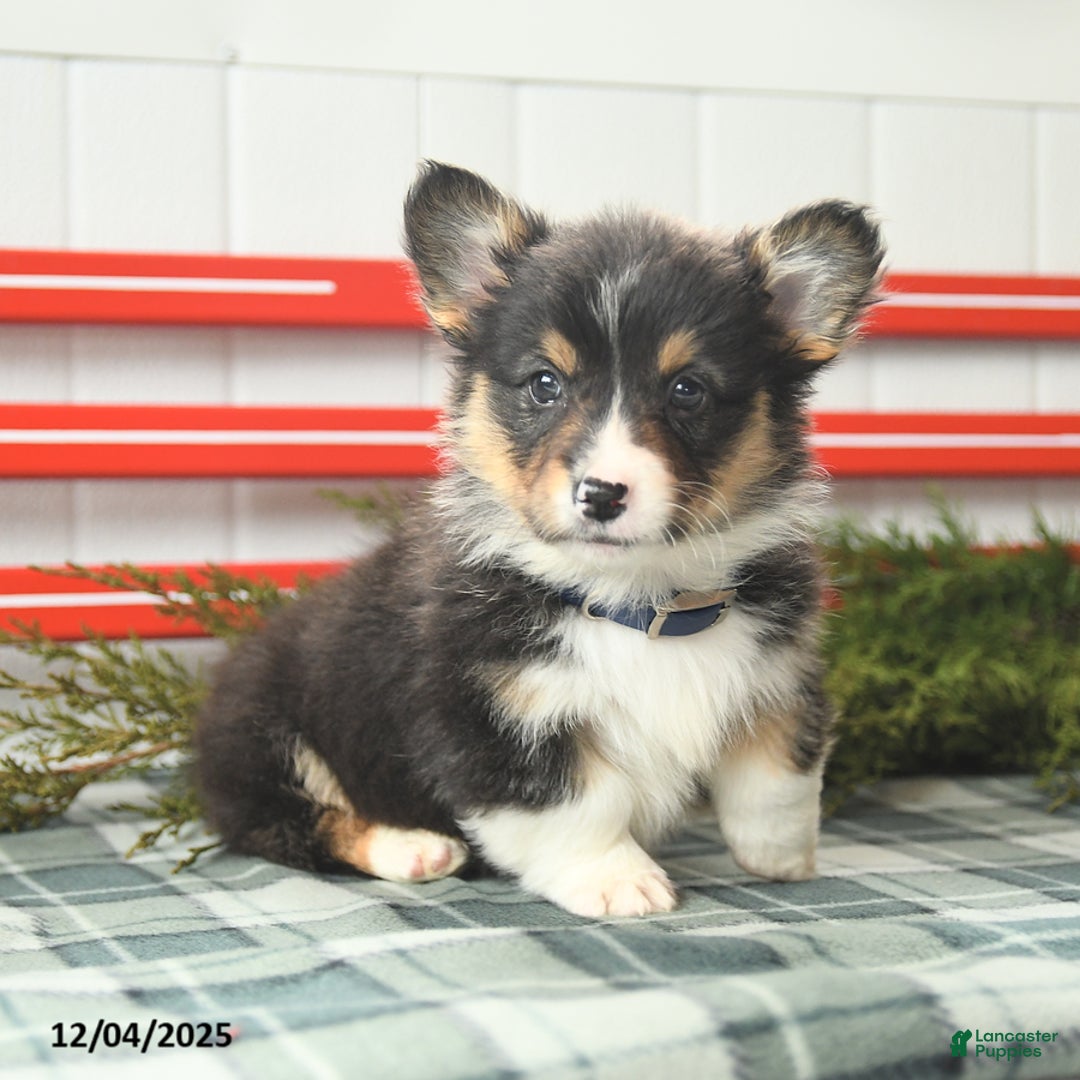 Welsh Corgi Pembroke dogs for sale: Fluffy Chocolate Drop - Ad 3