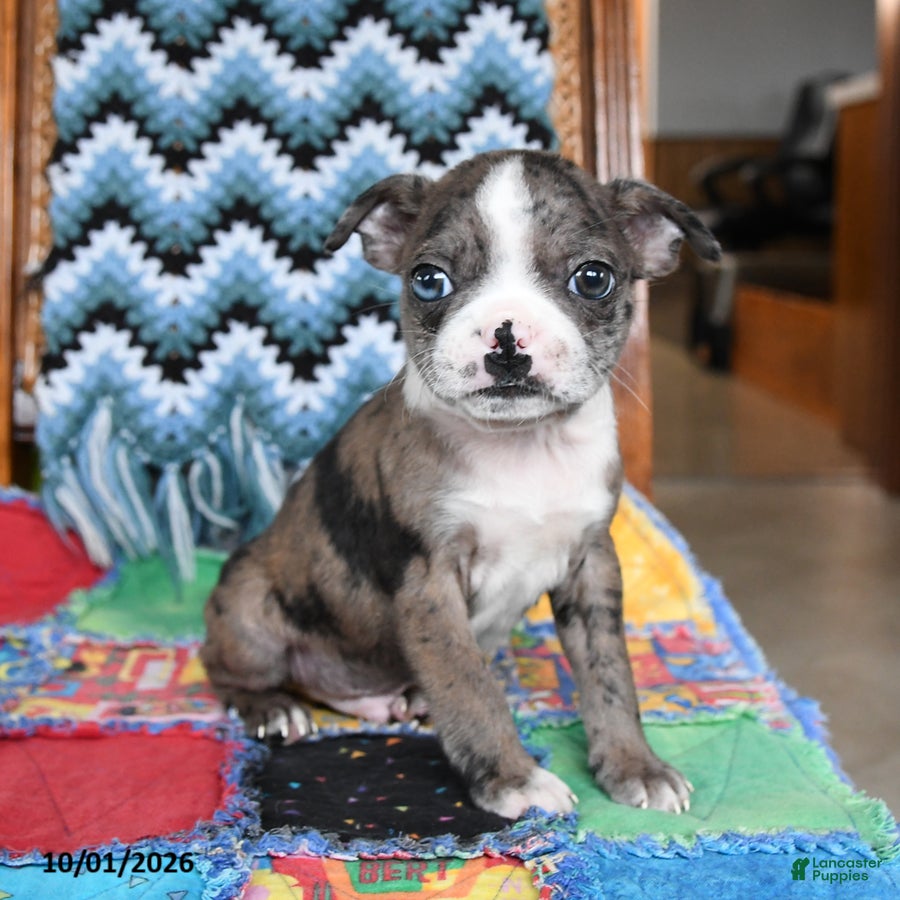 Boston Terrier dogs for sale: Hubble - Ad 2