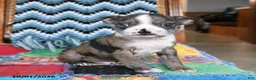 Boston Terrier dogs for sale: Hubble - Ad 2
