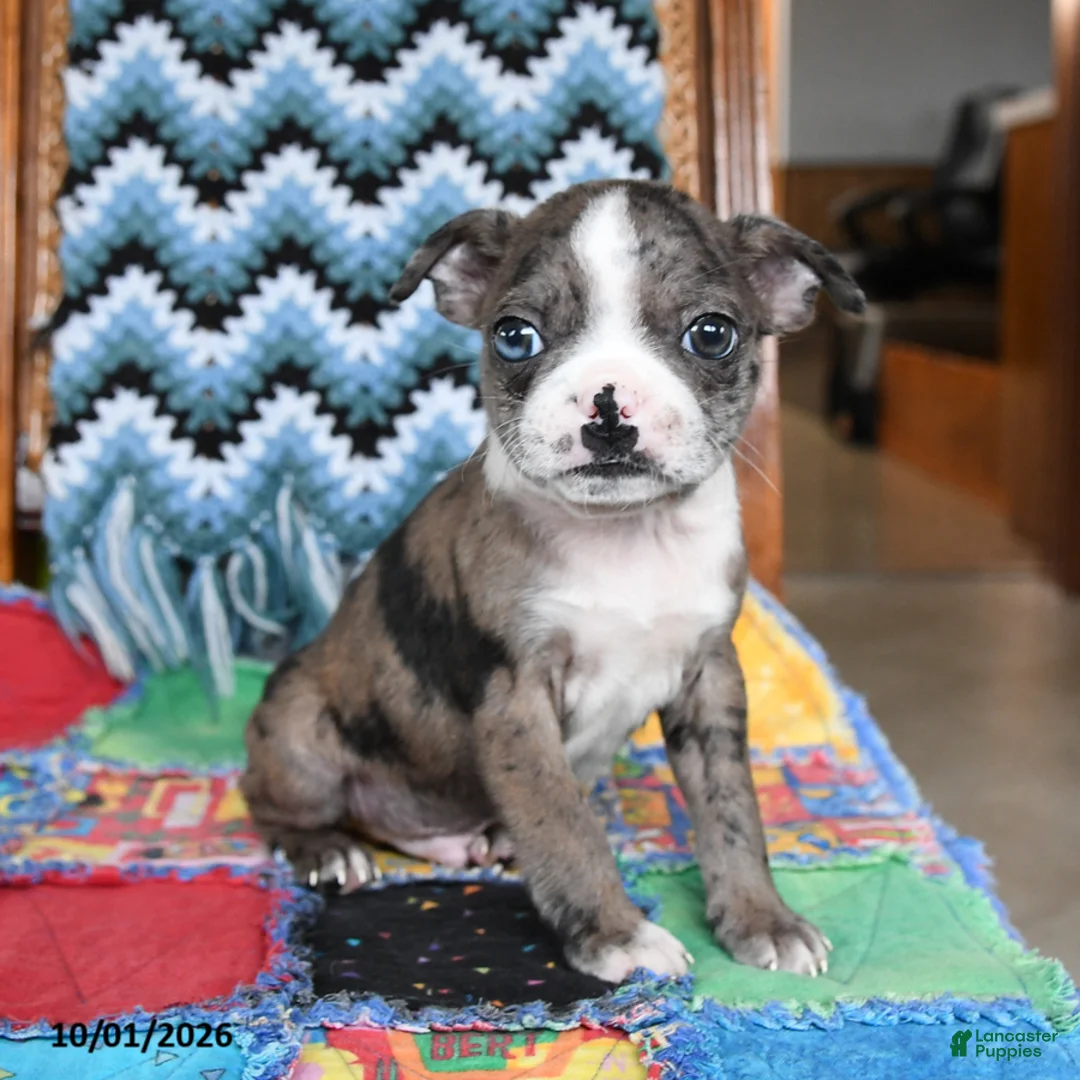 Boston Terrier dogs for sale: Hubble - Ad 2