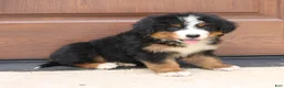 Bernedoodle dogs for sale: Callie  - Ad 3