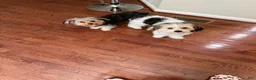 Morkie dogs for sale: Morkie Puppy 1 - Ad 2