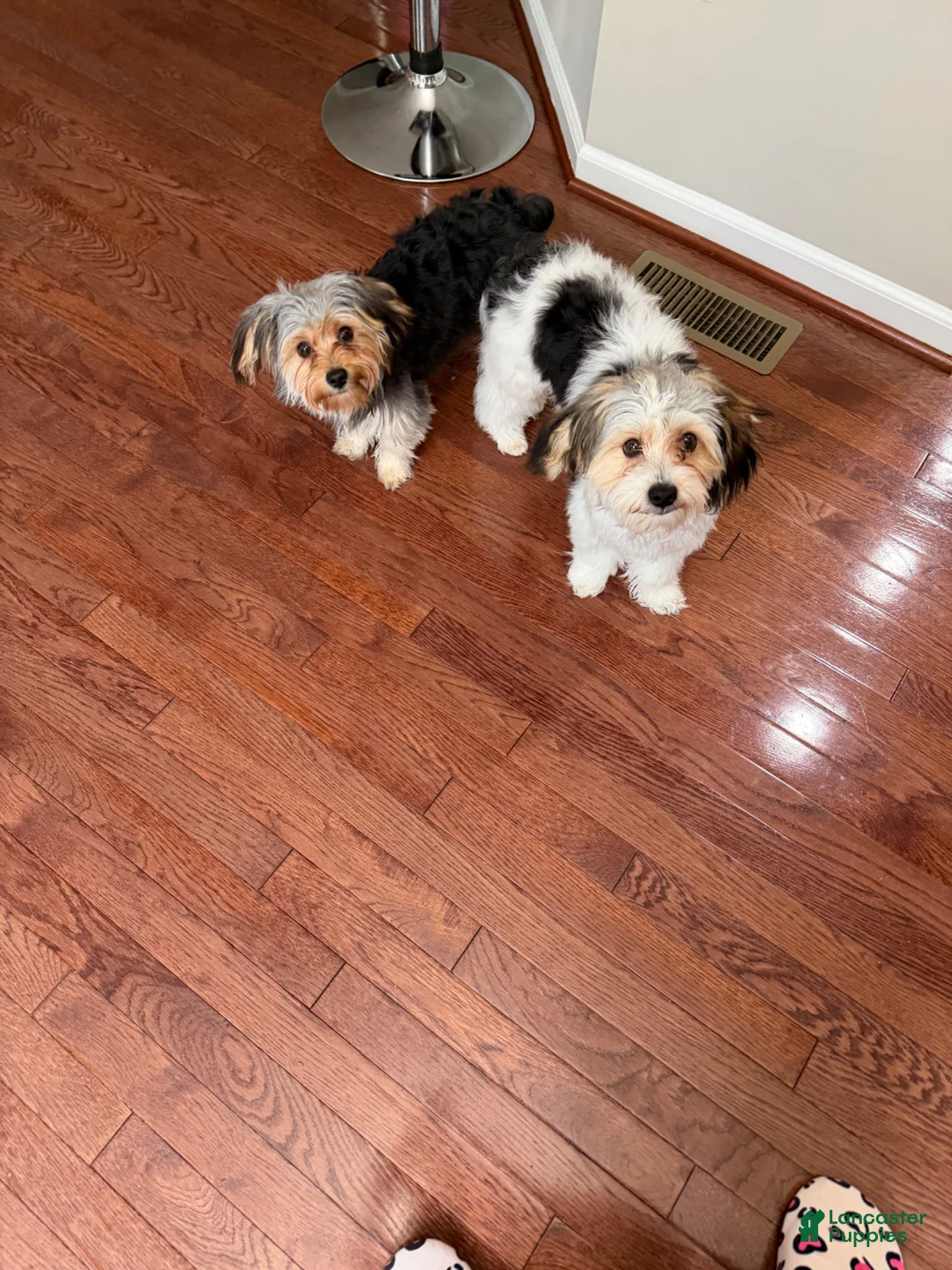 Morkie dogs for sale: Morkie Puppy 1 - Ad 2