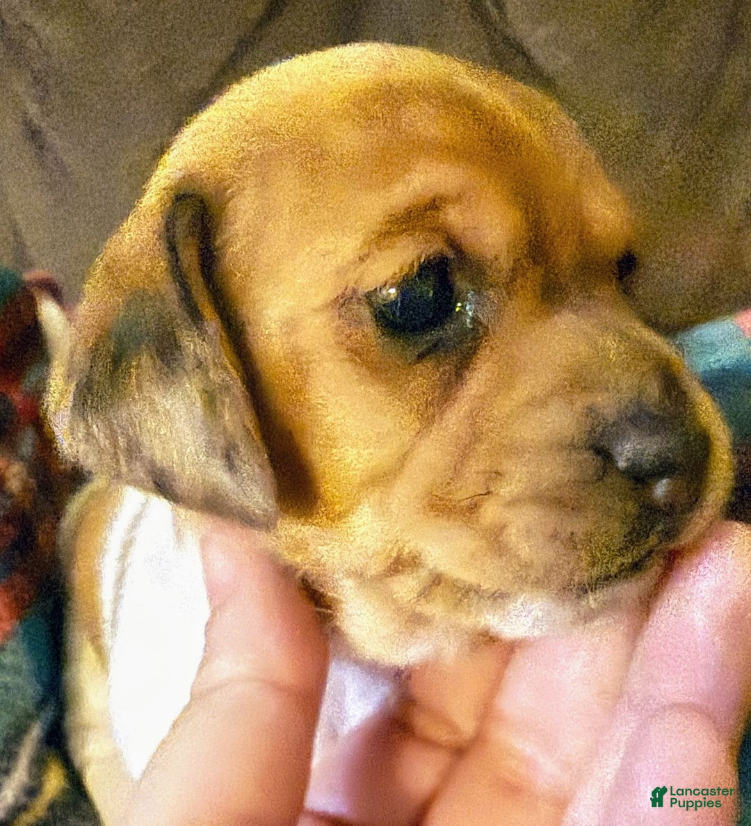 Miniature Dachshund dogs for sale: Miniature Dachshund SH Girl - Ad 3