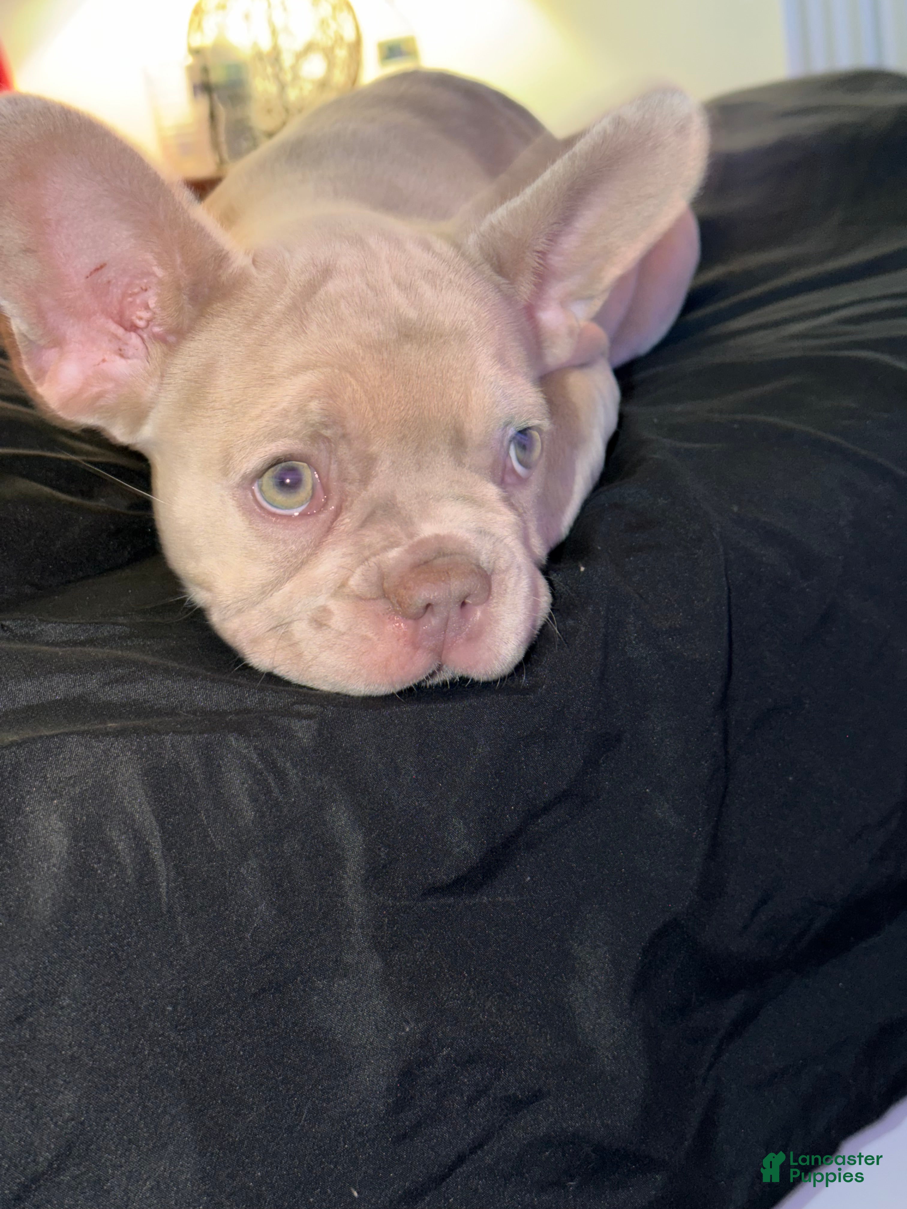 French Bulldog dogs French Bulldog Puppy 1 - Ad 2