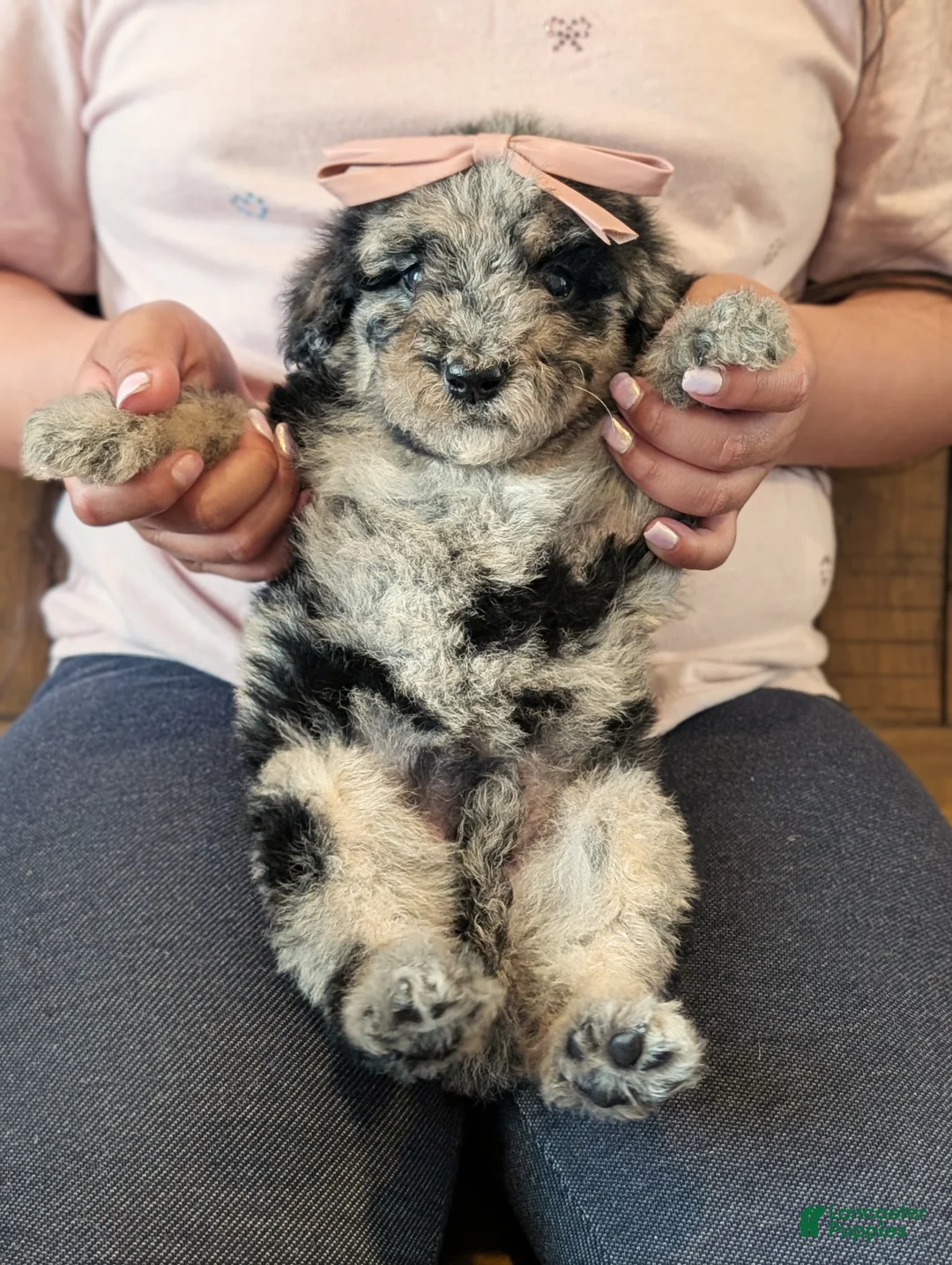 Mixed Breed dogs for sale: Tulip - Ad 1