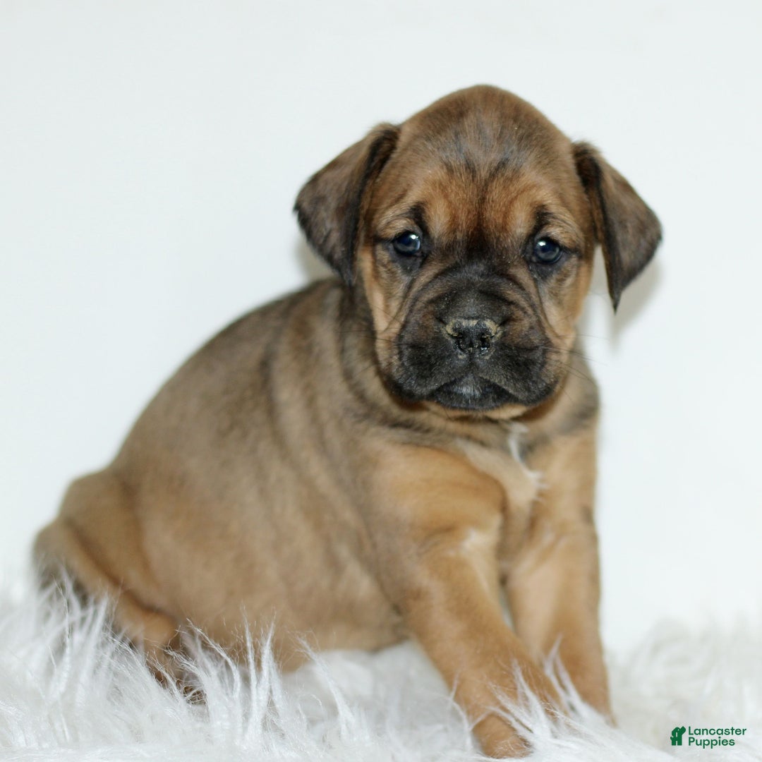 Mixed Breed dogs for sale: Dutchess  - Ad 1
