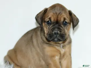 Mixed Breed dogs Dutchess - Ad 28