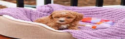 Cavapoo dogs for sale: Cici - Ad 3