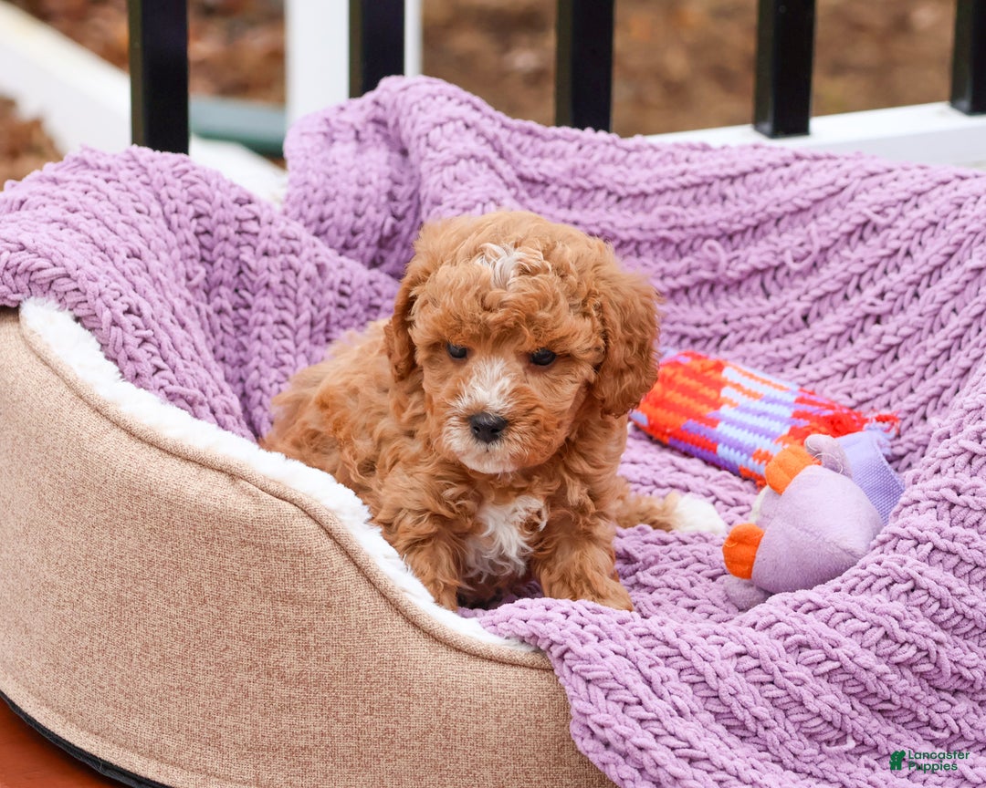 Cavapoo dogs for sale: Cici - Ad 3