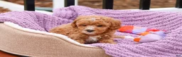 Cavapoo dogs for sale: Cici - Ad 16