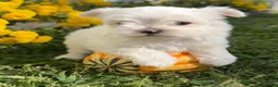 Maltese dogs for sale: Charlie - Ad 5