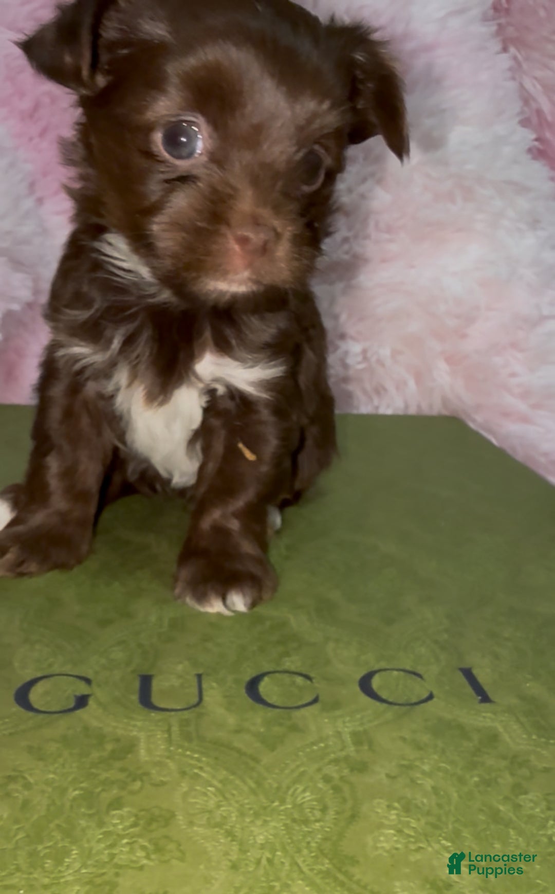 Yorkshire Terrier dogs for sale: Baby - Ad 5