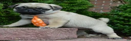 Pug dogs for sale: Porter - Ad 15