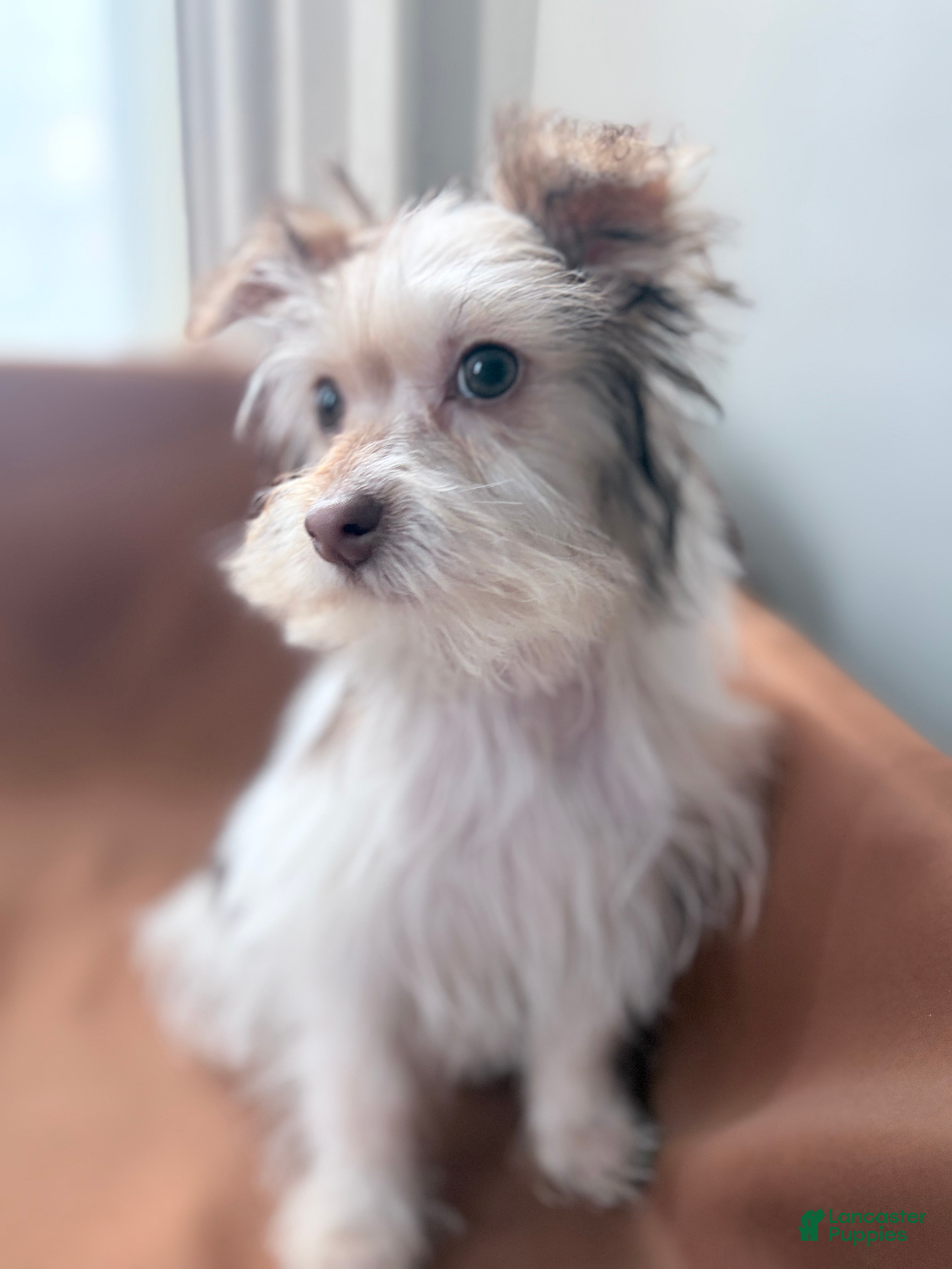 Morkie dogs Sunny - Ad 31