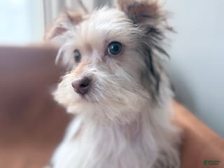 Morkie dogs Sunny - Ad 31