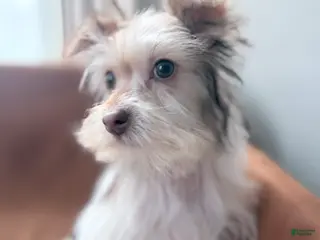 Morkie dogs Sunny - Ad 40